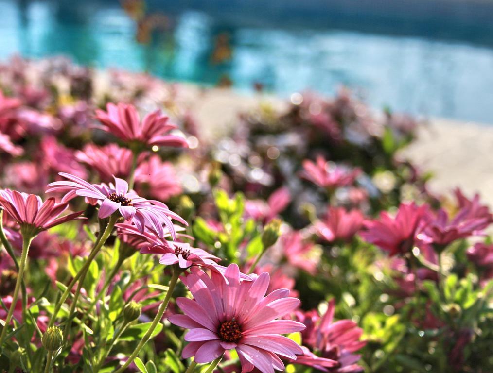 Villa Paradise Paphos Habitación foto